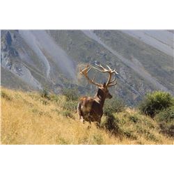 CHRIS BILKEY: 5-Day Red Stag Hunt for One Hunter in New Zealand - Includes Trophy Fee