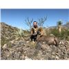 Image 4 : La Palmosa Desert Bighorn Hunt