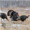 Image 1 : 2 Heritage Turkey Tags for 2021 Season