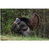 Image 2 : 2 Heritage Turkey Tags for 2021 Season