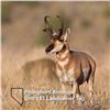 Image 1 : Nevada Unit 183 Landowner Antelope Tag - 2021 Season