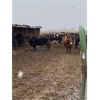 Image 1 : ID Dairies/Ranches - 38 Cows