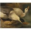 Image 4 : 1 FINE NATURE STUDY OF DUCKS, 24"x29 1/2" oil