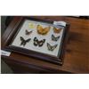 Image 1 : CASED BUTTEFLY DISPLAY