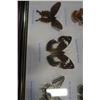 Image 2 : CASED BUTTEFLY DISPLAY