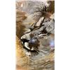 Image 2 : FRAMED LION WATER COLOUR