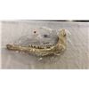 Image 1 : Animal jawbone