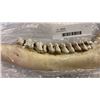 Image 2 : Animal jawbone