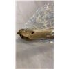 Image 3 : Animal jawbone