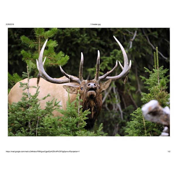 Trophy Barbary Sheep(Aoudad) Trophy Bull Elk or Trophy Mule Deer in New Mexico Winning Bidders Choic