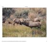 Image 4 : Trophy Barbary Sheep(Aoudad) Trophy Bull Elk or Trophy Mule Deer in New Mexico Winning Bidders Choic