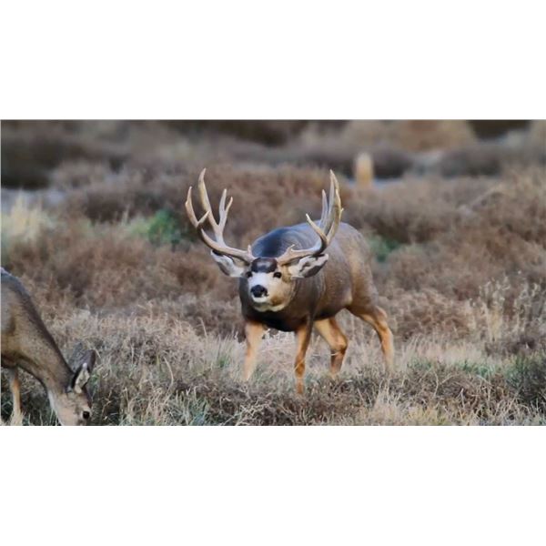 Mule Deer Hunt in Colorado Unit’s 77, 78 & 771 for 1 hunter Non-Guided; Opportunity to Add Elk Do it