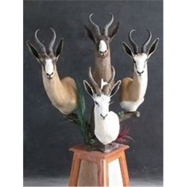 SpringBuck GrandSlam Plus a Golden Wildebeest For 2 Hunters & 2 Non-Hunter MakhuluSafaris