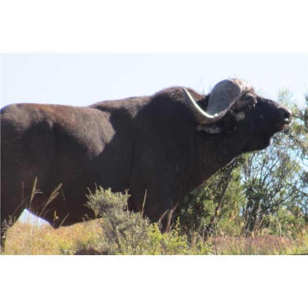 Cape Buffalo Hunt 7 Day South African Safari for two Hunters