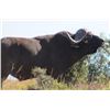 Image 1 : Cape Buffalo Hunt 7 Day South African Safari for two Hunters