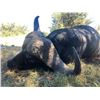 Image 4 : Cape Buffalo Hunt 7 Day South African Safari for two Hunters