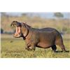 Image 3 : Hippo Hunt, A own-use non-exportable, for 1 Hunter with Thormahlen & Cochran Safaris