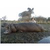 Image 4 : Hippo Hunt, A own-use non-exportable, for 1 Hunter with Thormahlen & Cochran Safaris