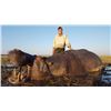 Image 5 : Hippo Hunt, A own-use non-exportable, for 1 Hunter with Thormahlen & Cochran Safaris
