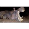 Image 6 : Hippo Hunt, A own-use non-exportable, for 1 Hunter with Thormahlen & Cochran Safaris