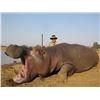 Image 7 : Hippo Hunt, A own-use non-exportable, for 1 Hunter with Thormahlen & Cochran Safaris