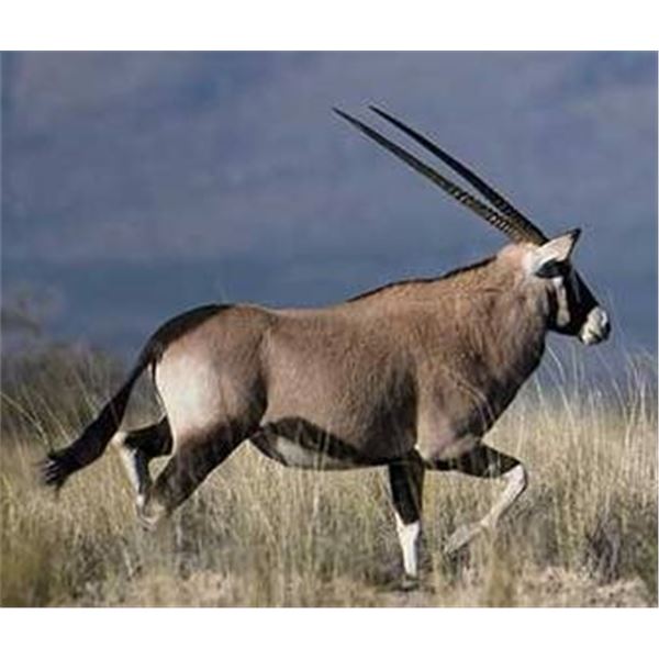 Trophy Oryx Hunt Free Range on 362,000 acre Private Ranch for a Trophy Cow Oryx in New Mexico