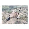 Image 5 : Trophy Oryx Hunt Free Range on 362,000 acre Private Ranch for a Trophy Cow Oryx in New Mexico