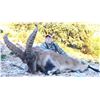 Image 7 : Beceite Ibex hunt in Zaragoza Spain donated by 4 Aces Outfitters