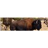 Image 10 : Trophy Bull Bison Hunt in New Mexico 2 Days for 1 Hunter with Rancho De Chavez