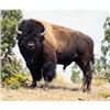Image 1 : Trophy Bull Bison Hunt in New Mexico 2 Days for 1 Hunter with Rancho De Chavez