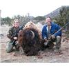 Image 2 : Trophy Bull Bison Hunt in New Mexico 2 Days for 1 Hunter with Rancho De Chavez