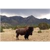 Image 4 : Trophy Bull Bison Hunt in New Mexico 2 Days for 1 Hunter with Rancho De Chavez