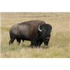 Image 8 : Trophy Bull Bison Hunt in New Mexico 2 Days for 1 Hunter with Rancho De Chavez