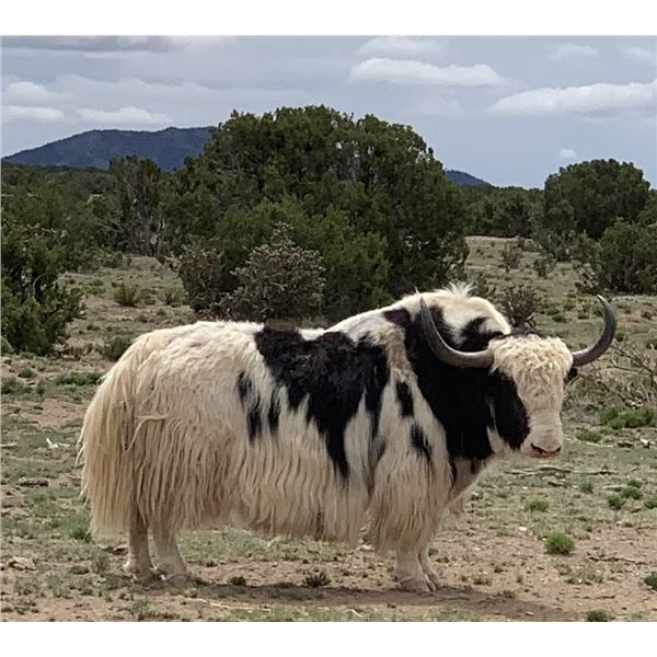 Trophy Bull Yak Hunt in New Mexico 2 Days for 1 Hunter with Rancho De Chavez