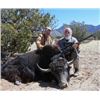 Image 2 : Trophy Bull Yak Hunt in New Mexico 2 Days for 1 Hunter with Rancho De Chavez