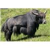 Image 3 : Trophy Bull Yak Hunt in New Mexico 2 Days for 1 Hunter with Rancho De Chavez