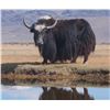 Image 6 : Trophy Bull Yak Hunt in New Mexico 2 Days for 1 Hunter with Rancho De Chavez