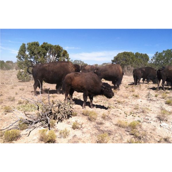 Cow Bison and Cow Yak Hunt in New Mexico 2 Days for 1 Hunter with Rancho De Chavez