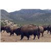 Image 6 : Cow Bison and Cow Yak Hunt in New Mexico 2 Days for 1 Hunter with Rancho De Chavez