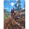 Image 5 : Mountain Lion Hunt In Northern New Mexico for One Hunter