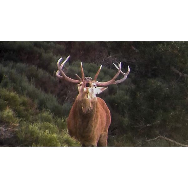 Iberian Red Deer for 1 Hunter with Giuseppe 4 Day Amazing Spanish Hunt for one Iberian Red Deer