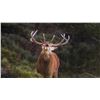 Image 1 : Iberian Red Deer for 1 Hunter with Giuseppe 4 Day Amazing Spanish Hunt for one Iberian Red Deer