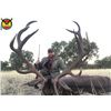Image 5 : Iberian Red Deer for 1 Hunter with Giuseppe 4 Day Amazing Spanish Hunt for one Iberian Red Deer