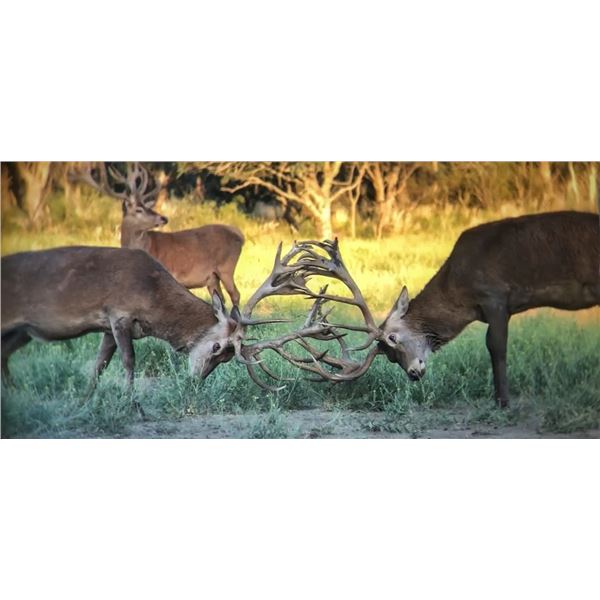 RED STAG, BLACK BUCK ANTELOPE AND DOVE HUNT IN ARGENTINA FOR TWO HUNTERS SIX DAY STAY