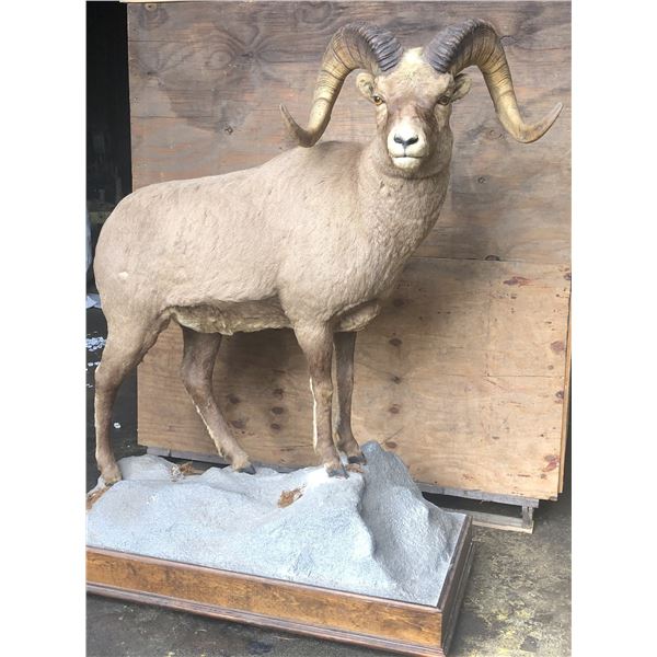 Snow Sheep Full Body Mount