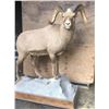Image 1 : Snow Sheep Full Body Mount