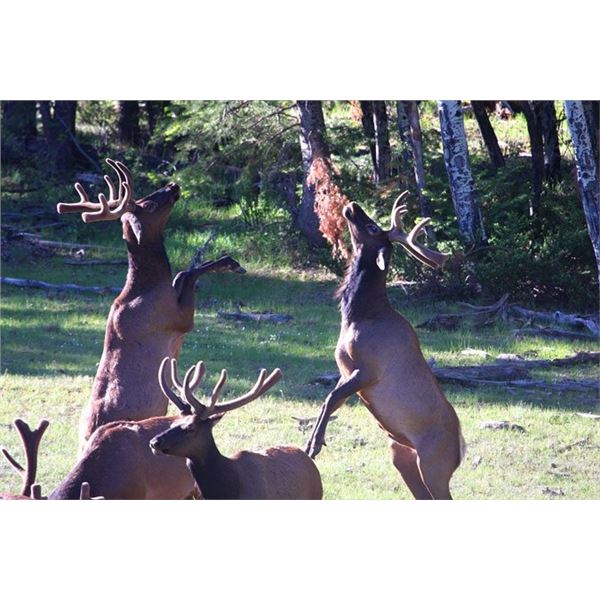 Elk Hunt in Northern New Mexico on the Quinlan Ranch, For a Management Bull Elk (Guides Choice)