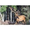 Image 2 : Elk Hunt in Northern New Mexico on the Quinlan Ranch, For a Management Bull Elk (Guides Choice)