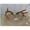 Image 1 : (IDK) Deer Horns w Tag- Unofficially Scored 170 Inches!!