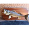 Image 1 : Mounted Fish Display